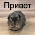 Аватар для AlBoldyrev